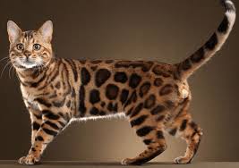 By alexa 04 aug, 2020 post a comment. Baca Harga Kucing Hutan Jenis Dan Cara Merawatnya Lengkap