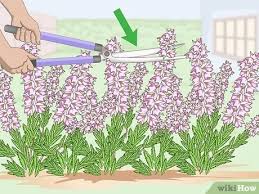 X darleyensis) are tolerant of chalky or alkaline soil, which is not something you can say. How To Prune Heather 8 Steps With Pictures Wikihow