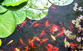 Les pyjamas sont rangés au fond de la valise, aller au fond des choses, le fond de l'air est frais, fouiller la maison de fond en comble, le fond du au fond, s'il me critique, c'est sans doute pour mon bien. Poisson Rouge Pour Bassin De Jardin