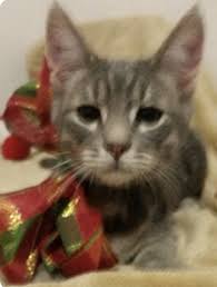 So whether you are located here in california or across the usa, a delightful treasured persian. Cat For Adoption Several Kittens And Cat A Bengal In San Diego Ca Petfinder