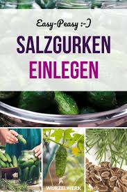 Salzgurken Einlegen In 3 Schritten Das Beste Saure Gurken Rezept Wurzelwerk Salzgurken Gurken Rezepte Salzgurken Einlegen