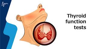 Image result for Thyroid Function Test