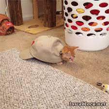 Kittenturtle Funny Kittenturtle Animated Gif Humor Comedy Lol Turtle Cat Cute Animals Cute Funny Animals