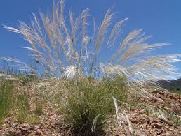 Image result for Stipagrostis