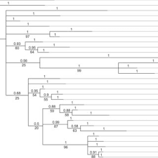 Image result for Tridactyle scottellii