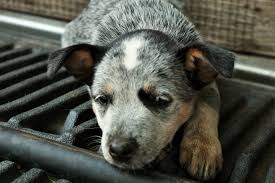 Download blue heeler stock photos. Sleepy Blue Heeler Puppy Close Up Free Stock Photo Public Domain Pictures