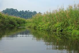 Rawa dano ini dahulu adalah sungai yang berasal dari gunung berapi. Melihat Cagar Alam Rawa Danau Hutan Air Tawar Terbesar Di Jawa Indonesia Kaya