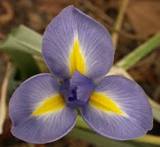 There is a lot of work in the spring time, and planting flowers should be planted before all others. Bulb List Central Texas Gardener