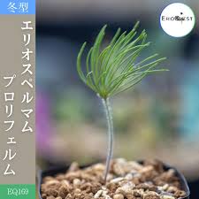 Image result for Eriospermum porphyrium