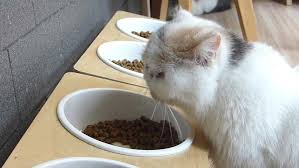 Delicious Cat Food That Persian Cats Will Love