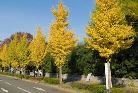 New arrivals · best sellers · plant based · all natural Autumn Gold Ginkgo Charlotte Creek Nursery
