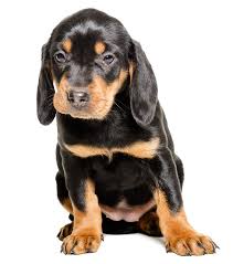 Image result for slovenský kopov