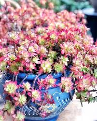 Plantes grasses à fleur rouge, à fleur. Sedum Palmeri Une Plante Grasse Rustique Qui Fleurit En Hiver Lpqp