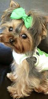 Pin By Tuna Khushaimi On Furry Friends Yorkie Yorkie Dogs Yorkie Puppy