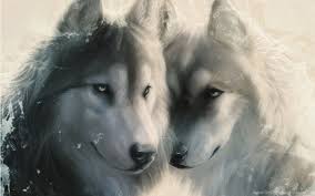 Wolf heterochromia fantasy wallpapers | hdqwalls.com. Love Wolves Photography Quotes Dogtrainingobedienceschool Com