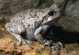 How Do Frogs Survive Winter Three Rivers Park District