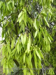 Image result for Ventilago