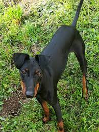 The manchester terrier is a direct descendent of the early english black and tan terrier, which was highly prized for its working ability as a ratting dog in the industrial areas of the north of england. Christine Und Elvis Manchester Terrier 3 Jahre Alt Hundeschule Pfotenfriends