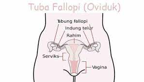 Pengertian Tuba Fallopi Oviduk Struktur Bagian Fungsi Dan Penyebab Tuba Fallopi Tersumbat Lengkap Pelajaran Sekolah Online