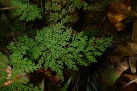 Image result for Trichomanes