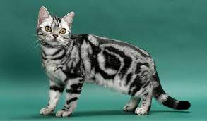 American Shorthair Cat Breed Information