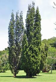 Image result for Widdringtonia nodiflora