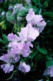 Help Advice And Tips On Growing Annuals Rhs Gardening Sweet Pea Flowers Beautiful Flowers Sweet Pea
