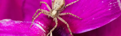 515 business services (unclassified) companies in new braunfels, texas. Pest Control In New Braunfels Chrysalis Pest Management