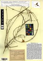 Image result for Dolichos kilimandscharicus