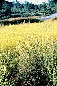 Image result for Haumaniastrum katangense