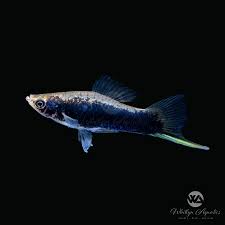 Image result for Stolzia williamsonii