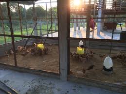 See more ideas about reban ayam, reban, haiwan. Reban Ayam In English