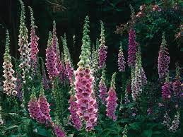 Foxglove A Shade Loving Biennial Native To Woodland Purple Pink Or White Flowers H 3 6 Ft Soil Plants For Wet Soil Plants That Like Wet Soil Bog Plants