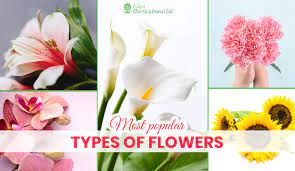 We did not find results for: Most Popular Types Of Flowers With Pictures Eden Horticultural