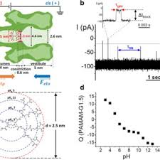 The whole phrase, which comes from the gospels of st. If Squeezed A Camel Passes Through The Eye Of A Needle Voltage Mediated Stretching Of Dendrimers Facilitates Passage Through A Nanopore Request Pdf