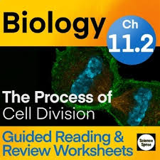 Cell division reading comprehension worksheet mitosis and meiosis science answer key / 14 best images of onion cell mitosis worksheet answers. Cell Division Reading Worksheets Teaching Resources Tpt