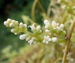 Image result for Cuscuta kilimanjari