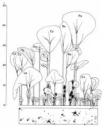 Image result for Campylostemon angolense