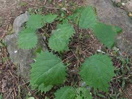 Image result for Girardinia bullosa