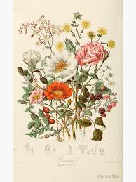 Get it as soon as tue, jun 8. Vintage Flowers Poster By Maximusfield In 2021 Botanical Illustration Vintage Vintage Botanical Prints Botanical Drawings