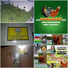 Hibeli Tavuk Ciftligi Kurulumu Tavukculuk Tavuk Tarim