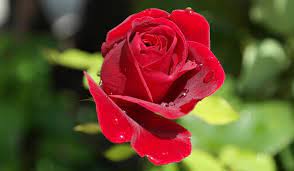 Single Red Rose Meaning And Symbolism