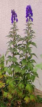Renaissance Gardens Poisonous Plants Plants