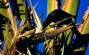 Image result for Strelitzia alba