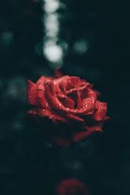 Flower Flowers Tumblr Aesthetic Cicek Cicekler Rose Gul Guller Soyut Cicek Resimleri Resimler