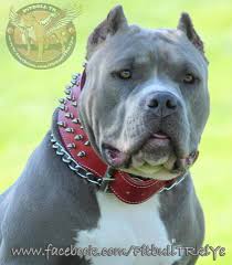 big boy pitbull terrier american pitbull terrier big dogs
