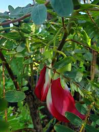 Image result for Sesbania grandiflora