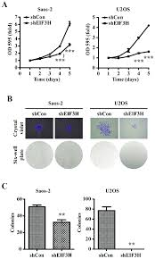 Eukaryotic Translation Initiation Factor 3h Eif3h