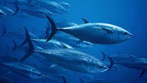 The word is one of the 1500 most common words in english. How Global Regulators Are Selling Out The World S Largest Tuna Yale E360