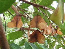 Image result for Hymenocardia